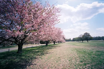 Papier Peint photo Fleur de cerisier sakura blossoms/cherry blossoms