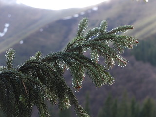 После дождя © iuliiia