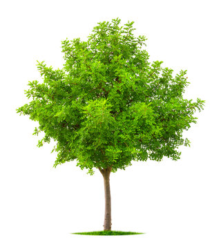 Young tree isolated on white