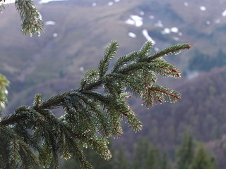 После дождя © iuliiia