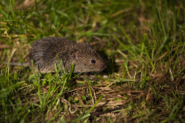 Field mouse searching for food through the grass