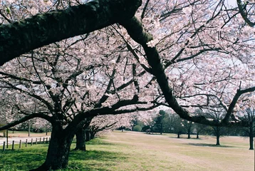 Stickers pour porte Fleur de cerisier sakura blossoms/cherry blossoms