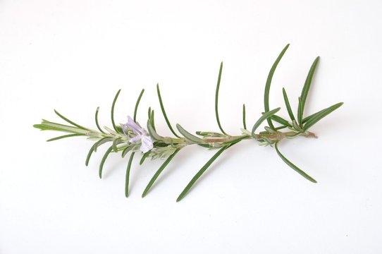 Rosemary on a white surface