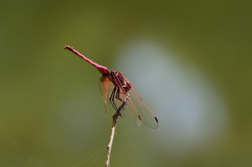 Libellule rouge