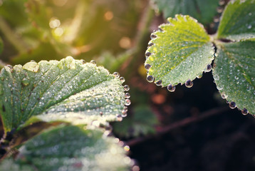 dew drops