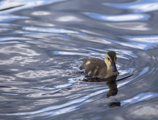 baby duck on the lake