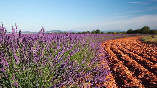 Lavender field edge with red earth at sunrise