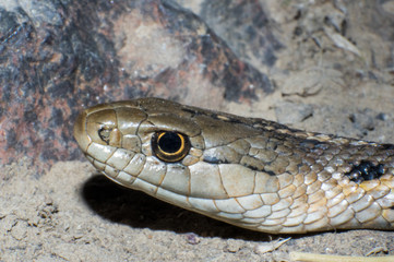 Garter snake