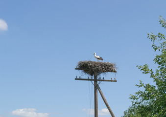 White stork on the nest at the electric pole