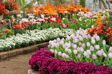 Fototapeta na wymiar colorful tulips flower blooming in floral garden