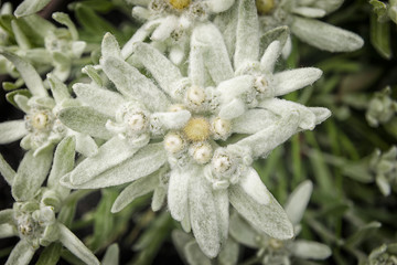 Edelweiss flower
