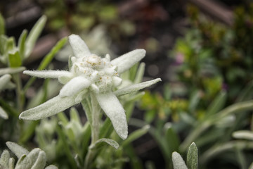 Edelweiss flower