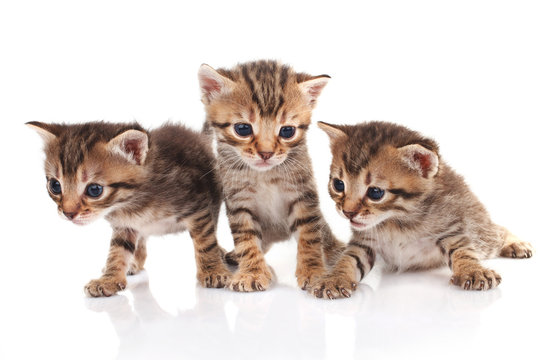 three striped kittens