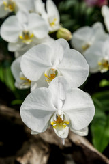 White orchids flower.
