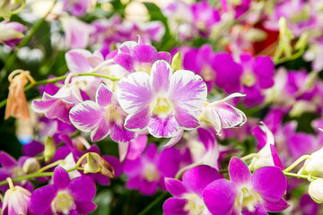 Orchids flower.