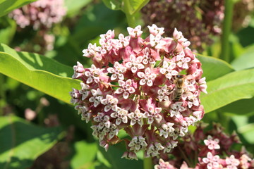"Common Milkweed" flowers (or Butterfly Flower, Silkweed, Silky Swallow Wort, Virginia Silkweed) in Innsbruck, Austria. Its scientific name is Asclepias Syriaca, native to USA, Canada and Europe.
