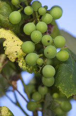 Growing grapes