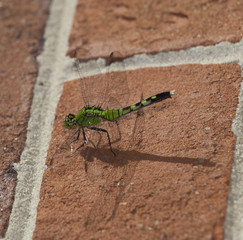 Green dragonfly