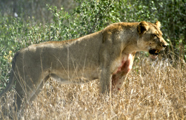 Una Leonessa (Panthera leo) dopo un attacco fallito ad un bufalo: Kruger National Park in Sud Africa