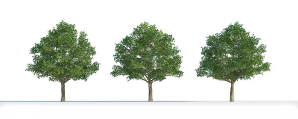 Quercus  tree 3D isolated