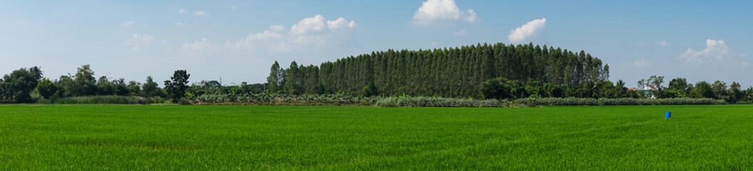 Panorama paddy rice field in Thailand.