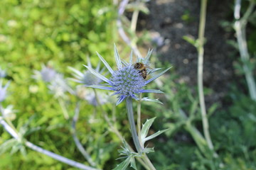 Blue "Mediterranean Sea Holly" plant wih a bee on it in Innsbruck, Austria. Its scientific name is Eryngium Bourgatii, native to Pyrenees and Morocco.