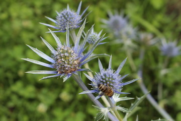 Blue "Mediterranean Sea Holly" plant wih a bee on it in Innsbruck, Austria. Its scientific name is Eryngium Bourgatii, native to Pyrenees and Morocco.