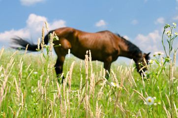 horse in green field,blurred background