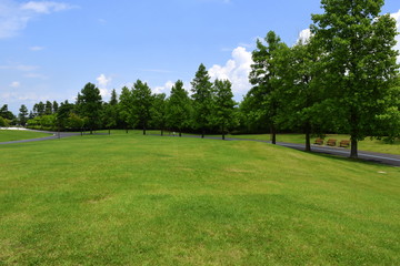 芝生の公園
