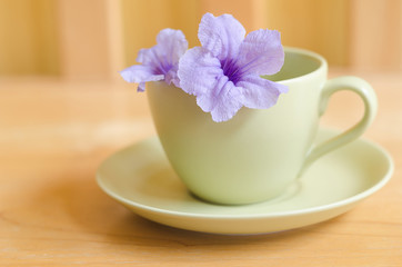 Fototapeta na wymiar Wild violet flower in green cup