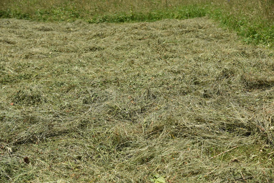 fieno raccolta fieno tagliare erba campo