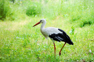White stork
