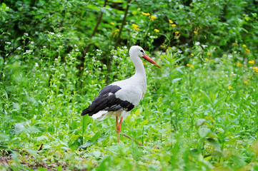 Naklejka premium White stork