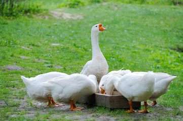 White Domestic goose