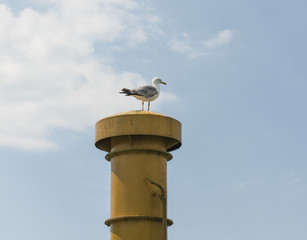 Herring gull perched on ships funnel