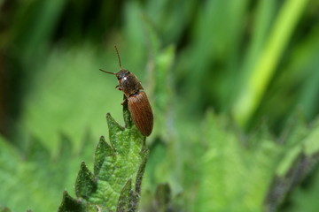 Käfer, Schnellkäfer auf Brennnesselblatt