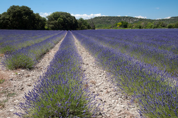 Fototapeta na wymiar blühender Lavendel in der Provence