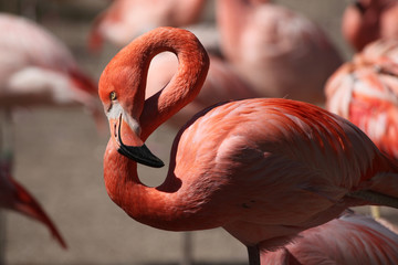 Caribbean flamingo (Phoenicopterus ruber) © Vladimir Wrangel
