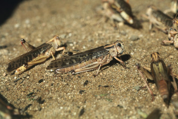 Desert locust (Schistocerca gregaria).