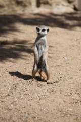 Meerkat (Suricata suricatta)
