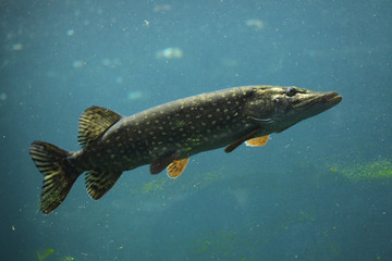 Northern pike (Esox lucius).
