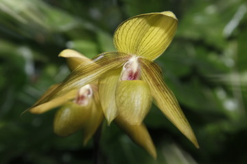 Fototapeta na wymiar Storczyki - storczyk (Orchis - Orchidaceae) – byliny