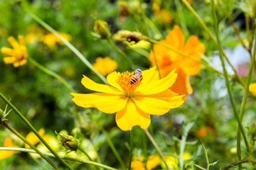 Close up  Sulfur Cosmos or Yellow Cosmos flower with bee in the garden