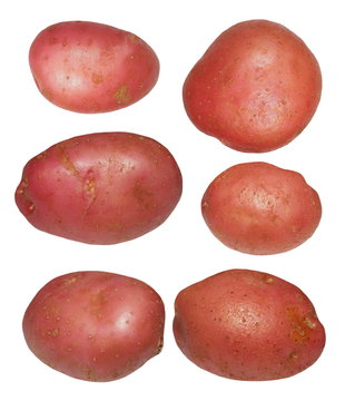 set red potatoes isolated on white background, with clipping path