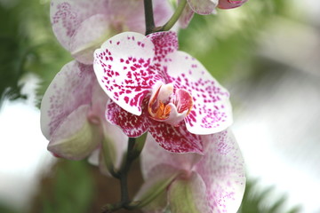 Naklejka premium Storczyki - storczyk (Orchis - Orchidaceae) – byliny
