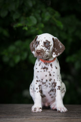 adorable brown dalmatian puppy portrait - obrazy, fototapety, plakaty