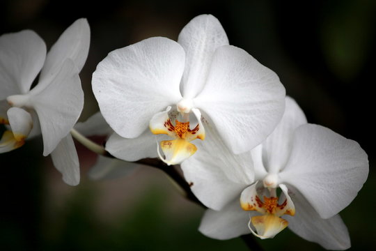 Fototapeta Storczyki - storczyk (Orchis - Orchidaceae) – byliny