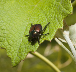 Garden pest