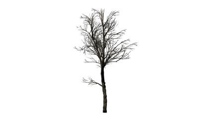 Obraz premium orange tree winter - isolated on white background