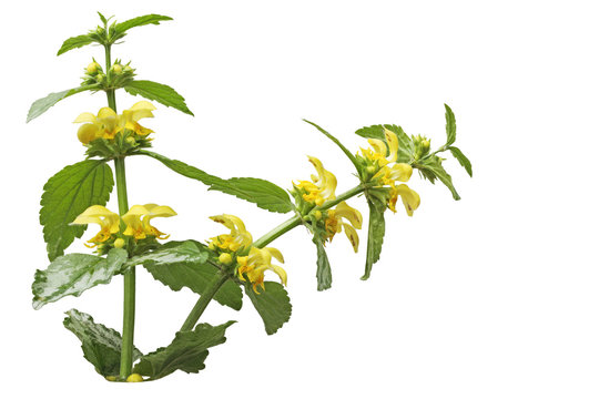 Yellow Archangel Flower